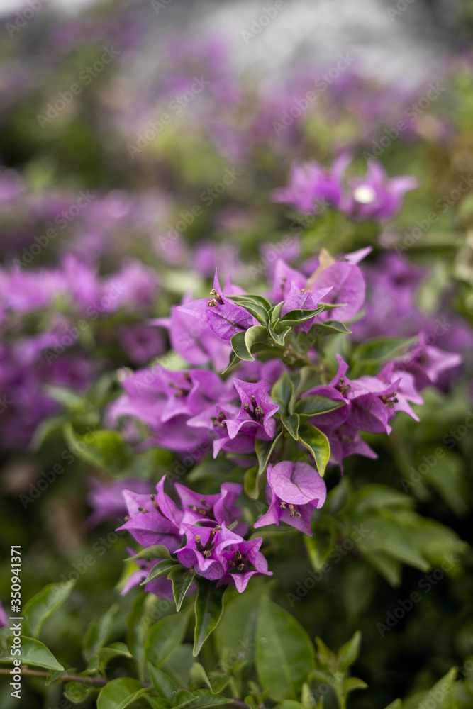 .purple flowers in green on a blurred background .purple flowers in green on a blurred background