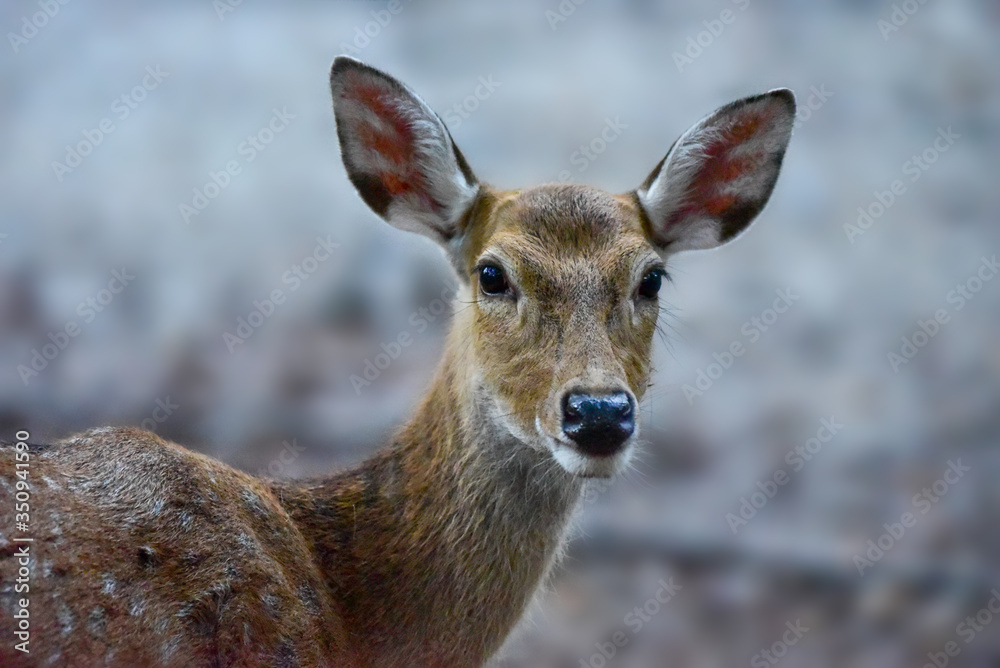 A pretty female Manchurian Sika Deer A pretty female Manchurian Sika Deer