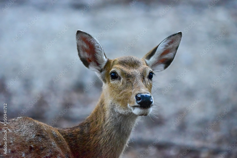 spotted or sika deer in the jungle. Wildlife and animal photo.