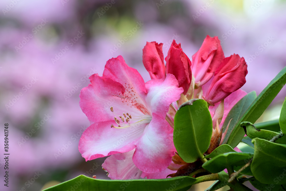Naklejka premium Rhododendron Pink Highlights 04