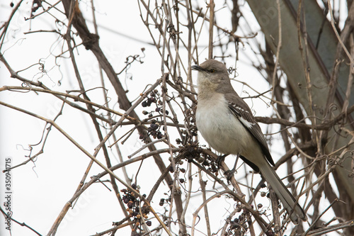 The northern mockingbird (Mimus polyglottos) photo