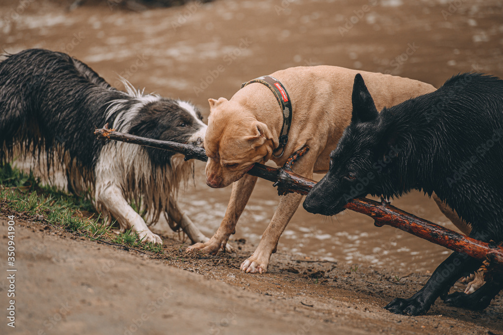 best friends: shepherd pit bull terrier and border collie