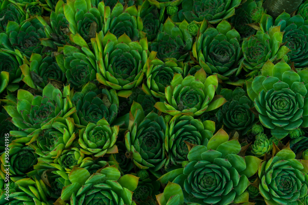 Abstract pattern of green sempervivum, known as stone rose. Background Abstract pattern of green sempervivum, known as stone rose. Background