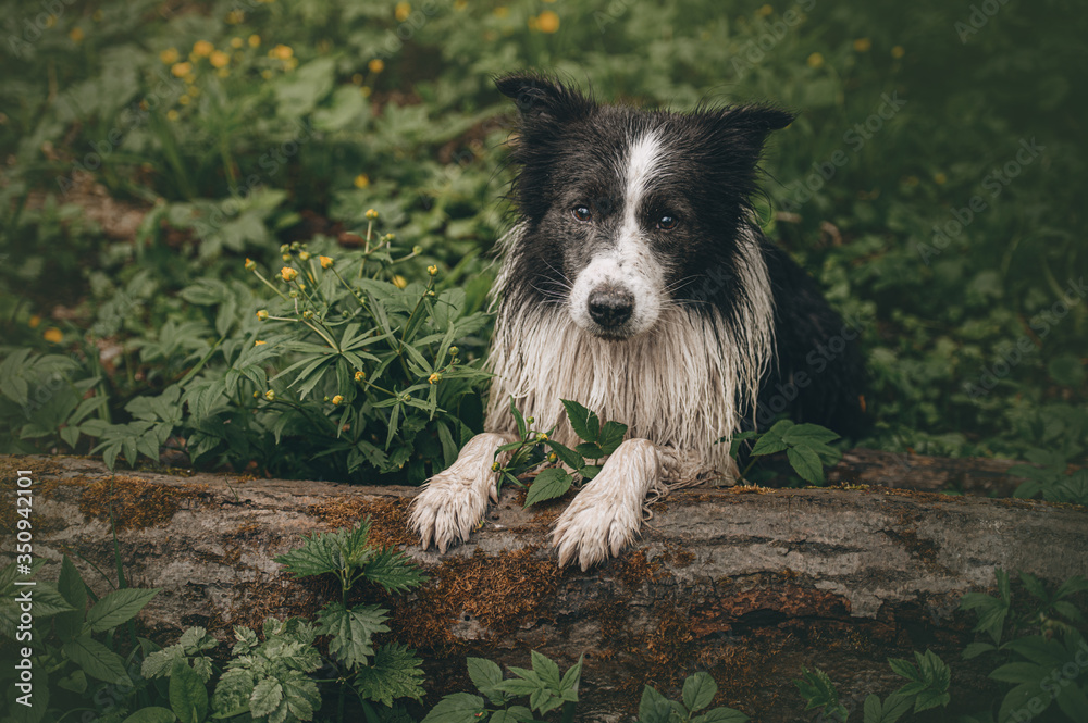 border collie in the park