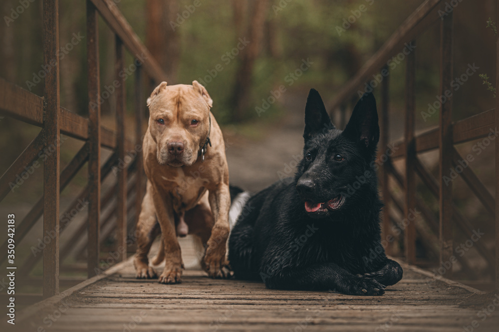 best friends: shepherd and pit bull terrier
