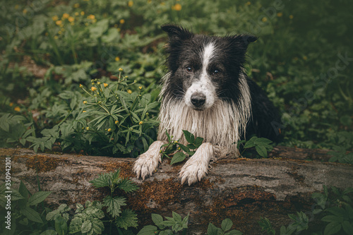 border collie in the park