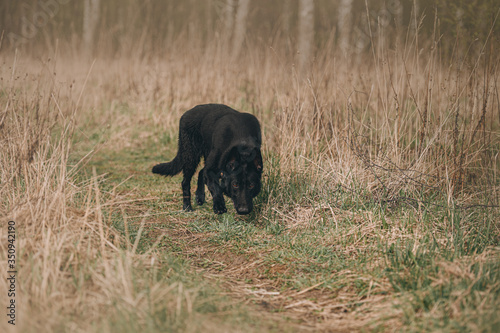 black east European shepherd dog