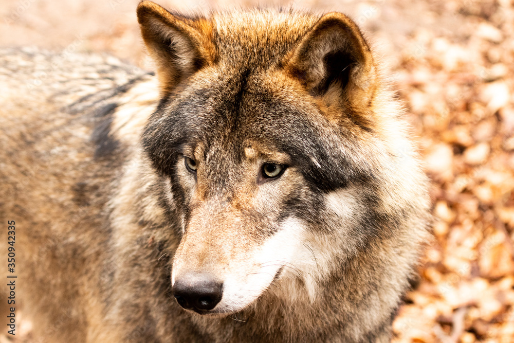 Fototapeta premium Wolf in Kunsterspring bei Neuruppin in Brandenburg