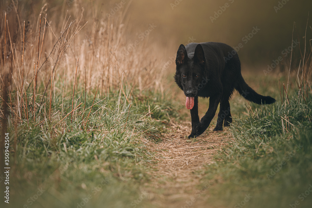 black east European shepherd dog