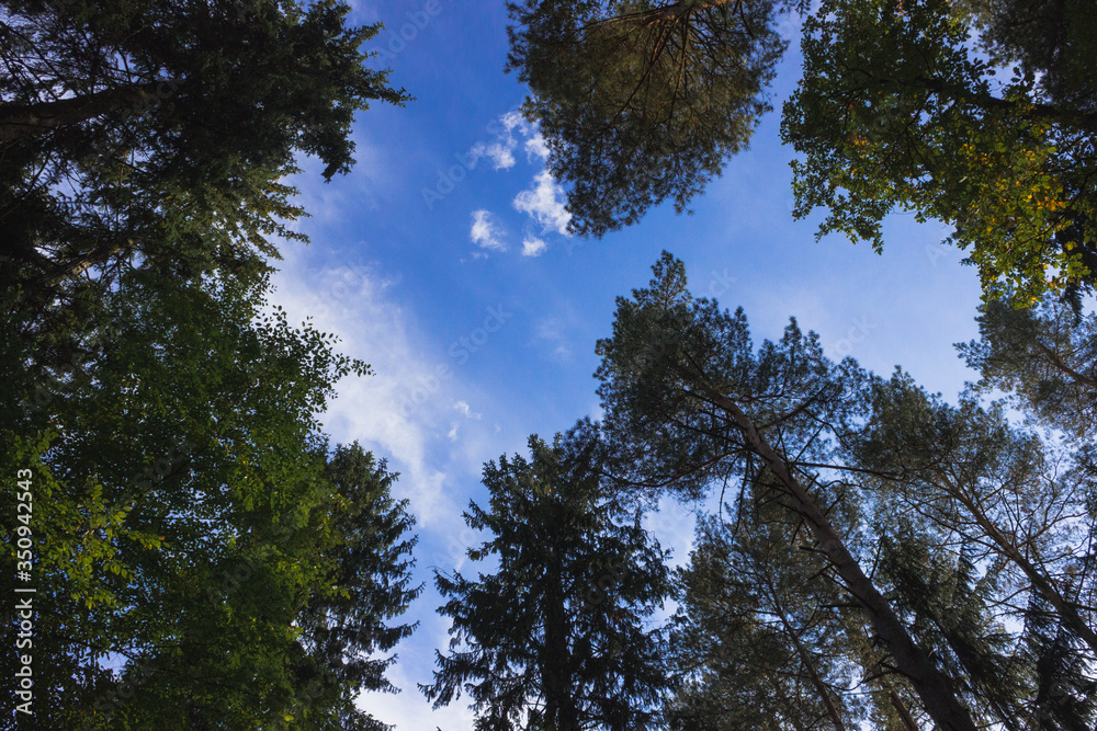 View of the sky in the forest through the crown of trees, Bialowieza Forest, Poland View of the sky in the forest through the crown of trees, Bialowieza Forest, Poland