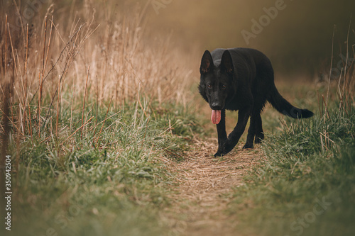 Obraz na płótnie black east European shepherd dog w salonie