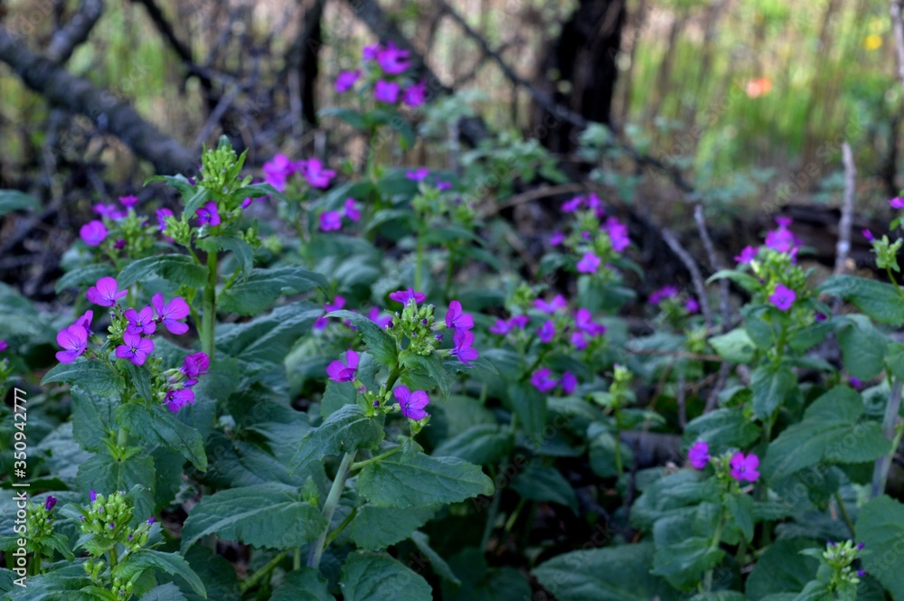 Fototapeta premium wild purple flowers in spring