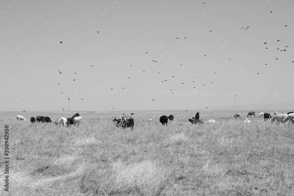 Flock of sheep and cows