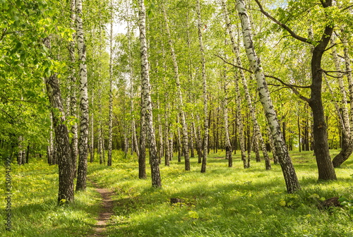 Path in the summer birch grove