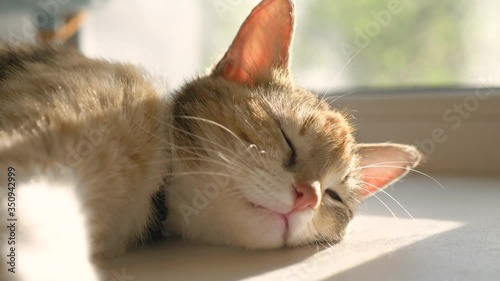 Wallpaper Mural the cat sleeps on the windowsill happy family. tricolor cat sleeps on a window in the rays of lifestyle sunlight cute video. cat pet family member Torontodigital.ca