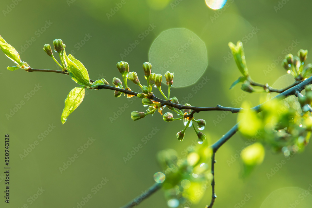 Fresh green spring abstract background Fresh green spring abstract background