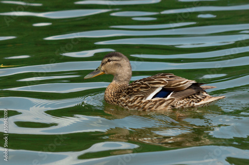 Beautiful mallard duck (female) on the lake in Bialowieza Forest, Poland