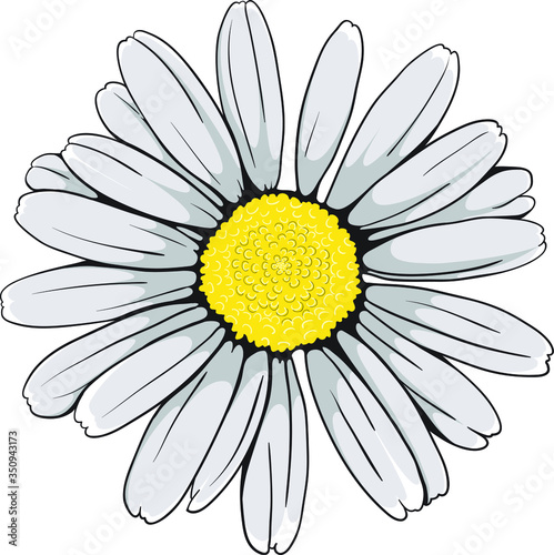 Beautiful Oxeye daisy vector flower with hand-drawn outline.