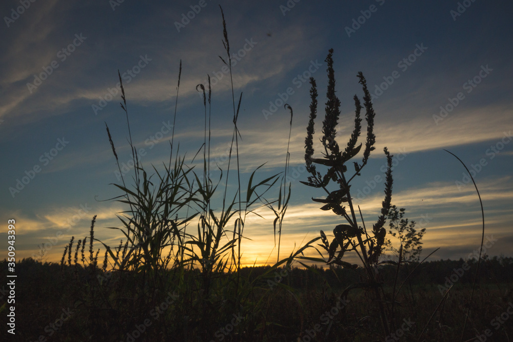 Very beautiful sunset on a wild meadow with moody shadows of grass in Bialowieza Forest, Poland Very beautiful sunset on a wild meadow with moody shadows of grass in Bialowieza Forest, Poland