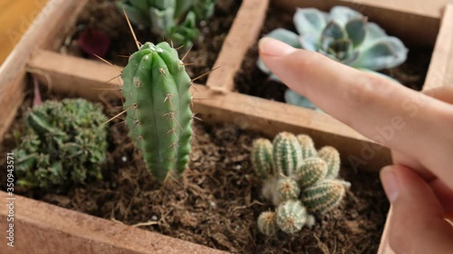 man touching cactus with finger poking sharp cacti childhood curiosity bad experience close up shoot 4K