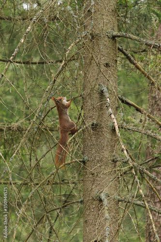 Wiewiórka zwyczajna na drzewie w Puszczy Białowieskiej, wczesna wiosna, Polska © Adams