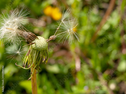 A half-flown dandelion in a spring meadow. Close-up, narrow focus.