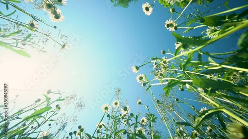 Summer meadow, wildflowers and herbs shot from the bottom on the background of a blue cloudless sky and bright morning sun, over the flowers fly butterflies, bees and sometimes the wind blows.