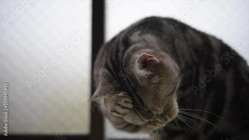 毛づくいろ中の猫の動画