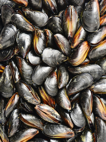 mussel background