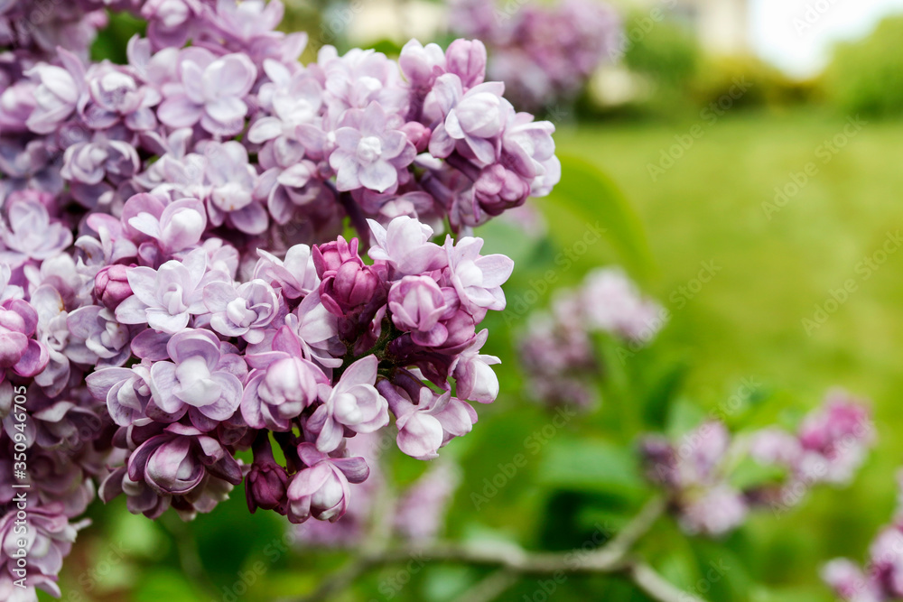 Beautiful lilac flowers in the garden. Beautiful lilac flowers in the garden.
