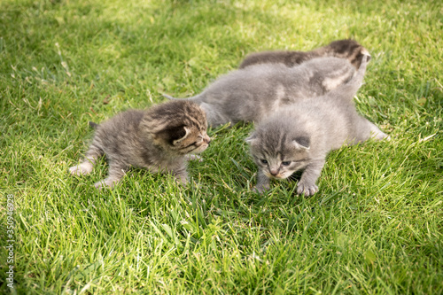 Four little fluffy kittens. The first days of life of cats. Cats on a background of green grass. Gray and tiger cats. Tabby cat