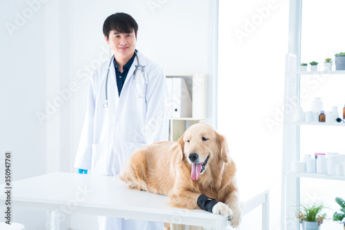 Fototapeta Naklejka Na Ścianę i Meble -  The vet is smiling, happy with the Golden Retriever dog in the animal hospital.