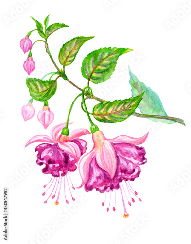 Blooming fuchsia, watercolor illustration on a white background, isolated. Hand drawing of a indoor flower with buds and leaves, botanical illustration.