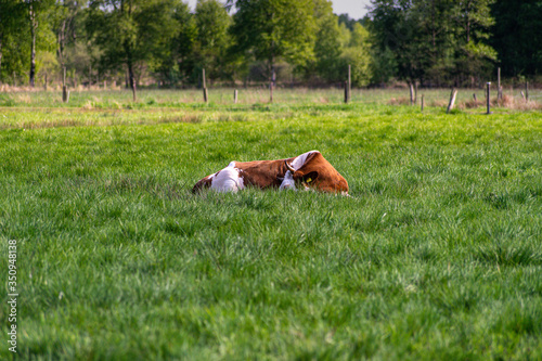 Braun wei  e Kuh liegt im Gras auf einer Weide