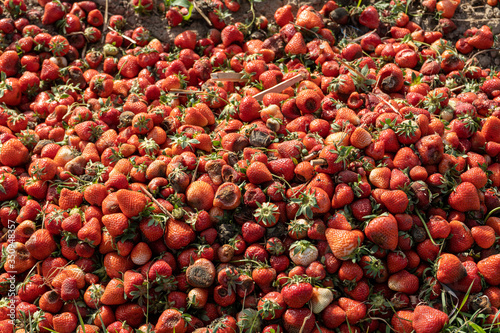 Closeup shot of rotten strawberries lying on a field ground.