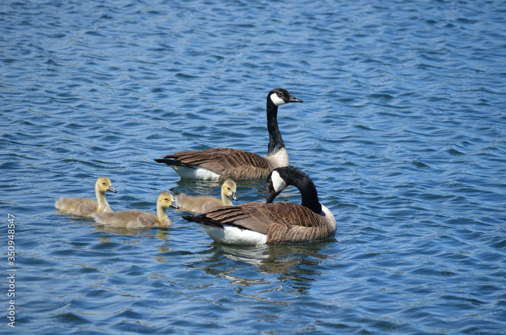 canada goose family canada goose family