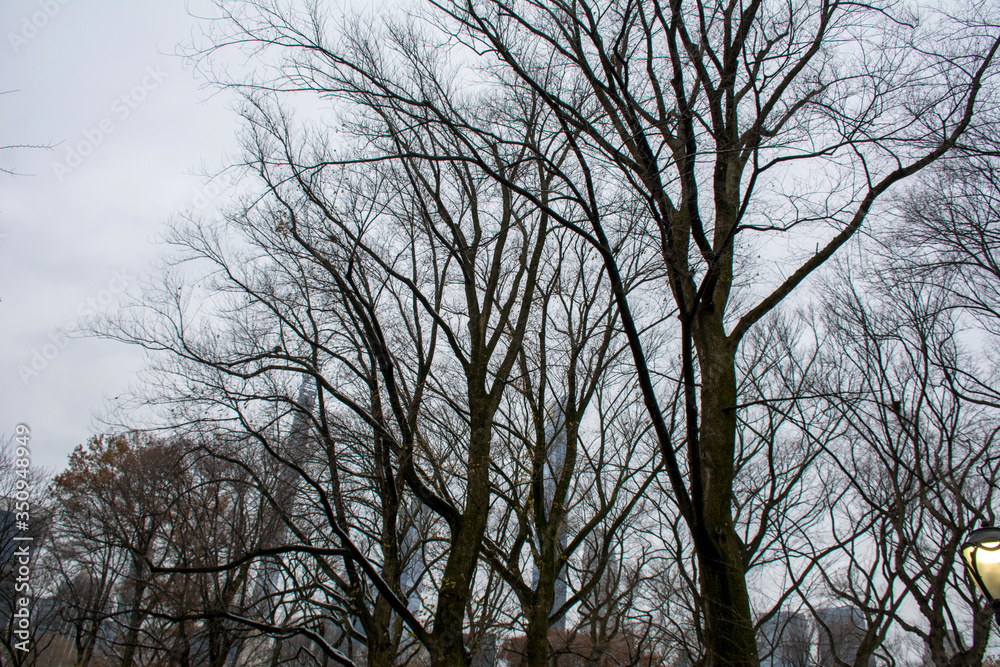 bare tree in winter bare tree in winter