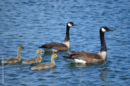 canada goose and geese