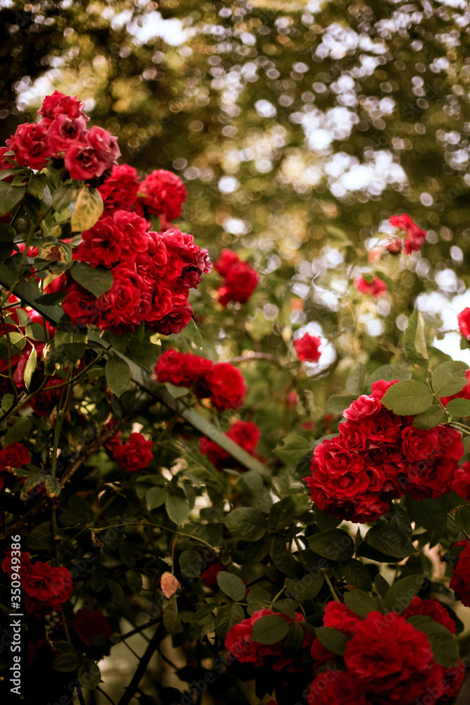 Fine art image of beautiful pastel roses in garden. Background image of red roses. Bush of roses. Beautiful, romantic colors. Flowers of love
Fine art image of beautiful pastel roses in garden. Background image of red roses. Bush of roses. Beautiful, romantic colors. Flowers of love