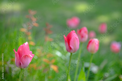 Pink tulips on a blurred background of green grass. © M.V.schiuma