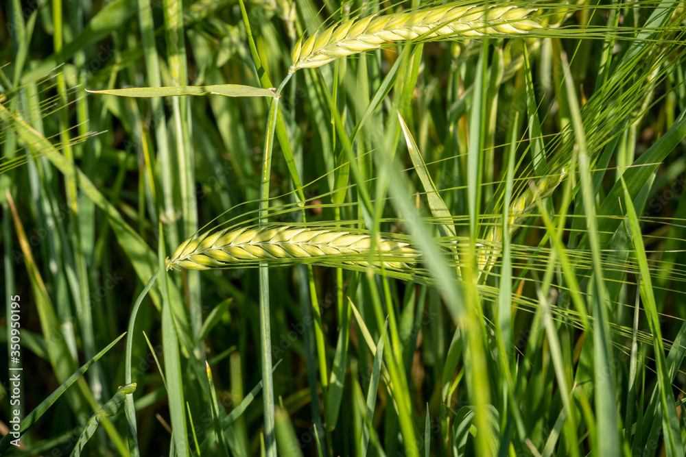 The rye green growing in the field. Rye ear close up.