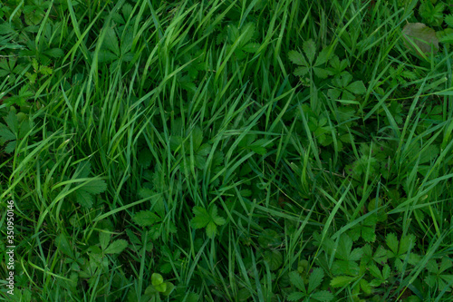 green grass pattern. background