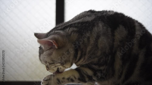 毛づくろい中の猫の動画