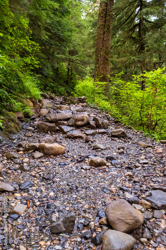 A hiking trail through a green forest