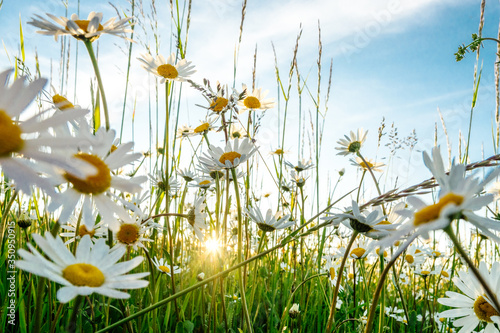 Die Blüten der Margeriten und die unterschiedlichen Gräser einer Blumenwiese leuchtenim Abendlicht und geben ein Gefühl von sommerlicher Entspannung, Freizeit und Erholung.