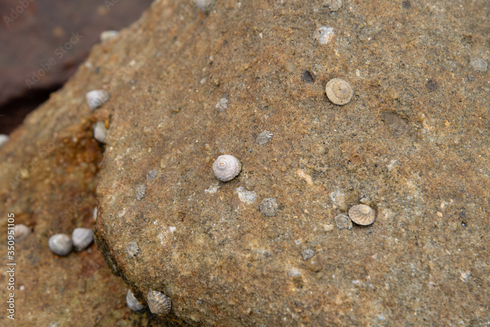 shells