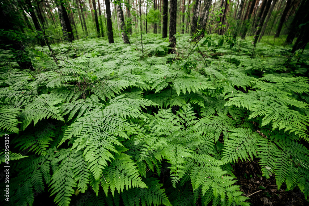 Beautiful nature background of vivid green ferns. Backdrop of lush fern thickets close-up. Chaotic rich flora among trees. Chaos of wild ferns in forest thicket. Natural texture of many fern leaves. Beautiful nature background of vivid green ferns. Backdrop of lush fern thickets close-up. Chaotic rich flora among trees. Chaos of wild ferns in forest thicket. Natural texture of many fern leaves.