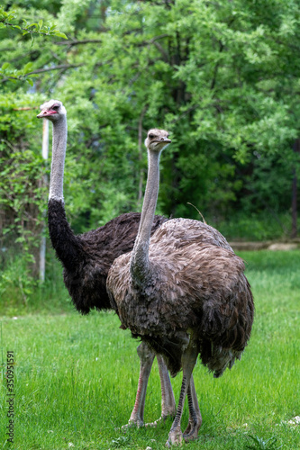 Photography that is showing a common ostrich ,scientific name Struthio camelus