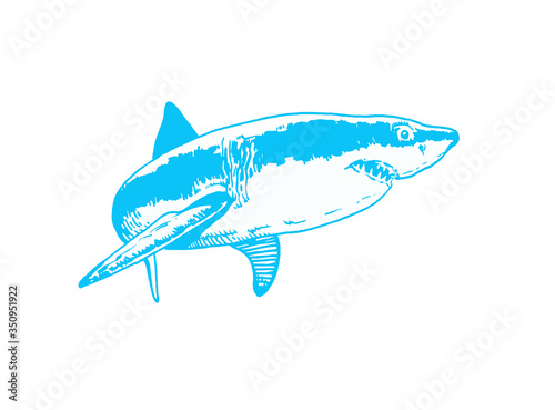 Graphical blue shark isolated on white background, vector colour illustration, tattoo