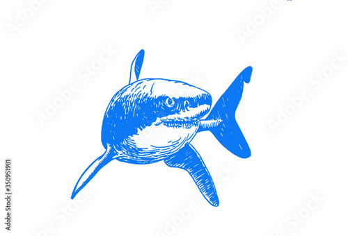 Graphical blue shark isolated on white background, vector colour illustration, tattoo